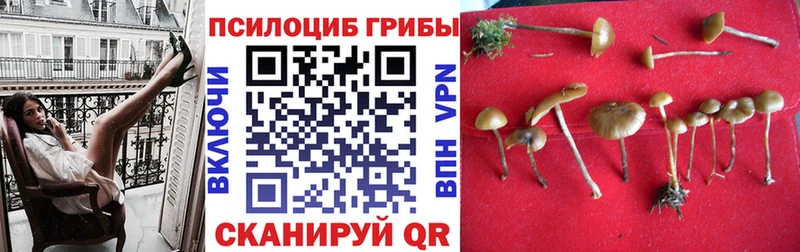 Галлюциногенные грибы мицелий  ссылка на мегу как войти  Долгопрудный 